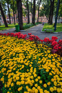 View of yellow flowers