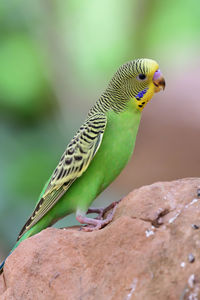 Portrait of a budgie  perching on a rock