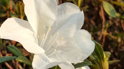 Close-up of white flowering plant