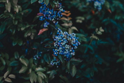 Close-up of blue flowering plant