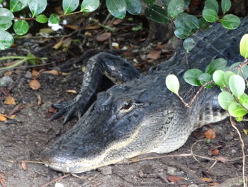 High angle view of lizard on field