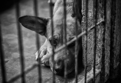 Close-up of a horse in cage