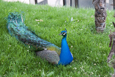 peacock