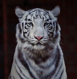 Close-up portrait of a cat