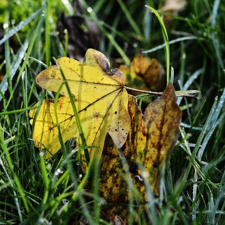 leaf, autumn, change, dry, close-up, nature, focus on foreground, leaves, grass, season, leaf vein, day, outdoors, field, no people, growth, green color, tranquility, selective focus, forest