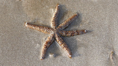 High angle view of starfish on beach