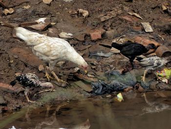 High angle view of birds in water