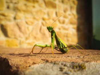 Closeup of mantis on wall in sunlight