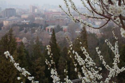 Flowers growing on tree