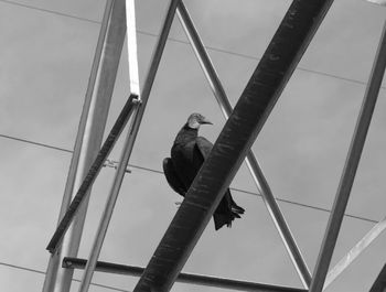 Low angle view of bird perching against sky