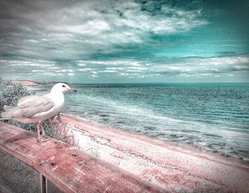 Seagull perching on railing by sea against sky