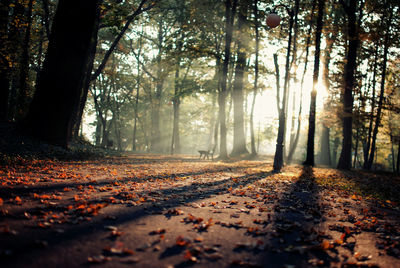 Surface level of sunlight through trees on road