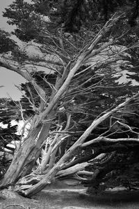 Trees growing in forest during winter