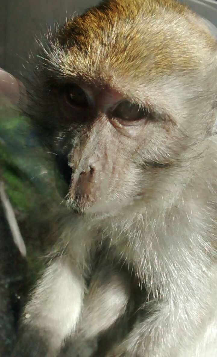 Curraghs Wildlife Park