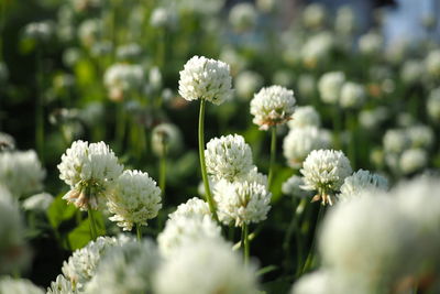 Close-up of white flowering plants