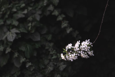 Close-up of white cherry blossom plant