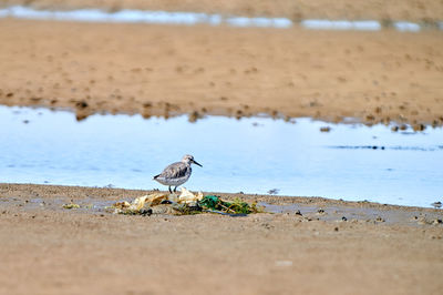 Sandpiper bird perching on a beach