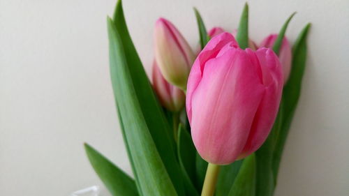 Close-up of pink flower