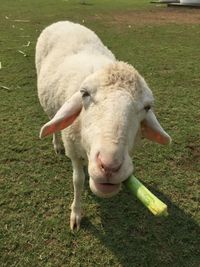 Sheep grazing on grassy field