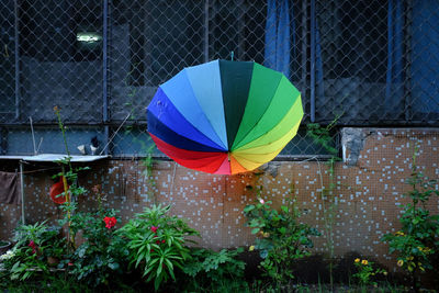 Multi colored balloons against plants