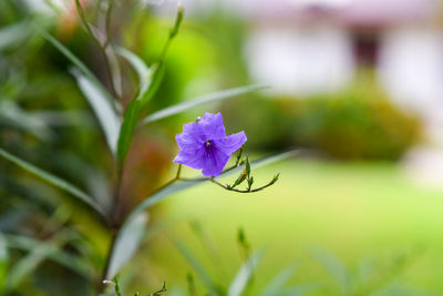 Close-up of purple flowering plant