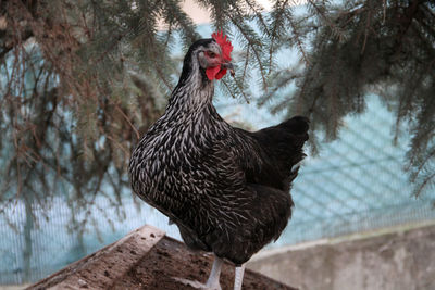 Close-up of rooster