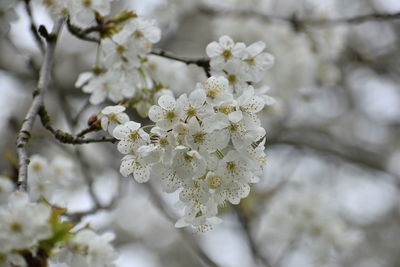 Close-up of white cherry blossom tree