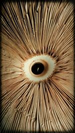 Full frame shot of patterned wood