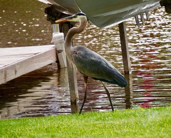 Bird perching on a lake