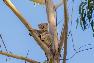 Low angle view of lizard sitting against clear sky