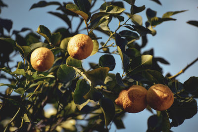 Fresh lemons on the branch