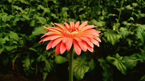 Close-up of orange flower blooming outdoors