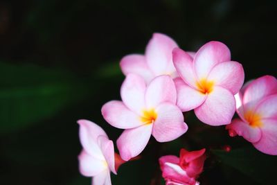 Close-up of pink flowering plants