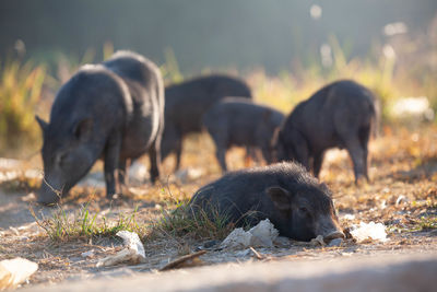 Wild pigs in the city of phuket, thailand