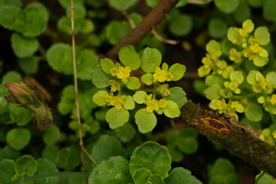 Close-up of fresh green leaves