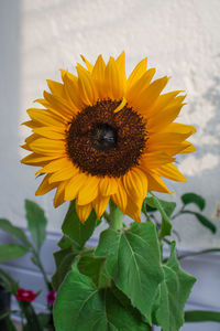 Close-up of sunflower