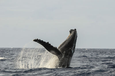 View of giraffe in sea