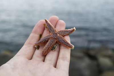Close-up of hand holding starfish on beach