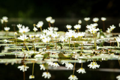 Close-up of plants at night