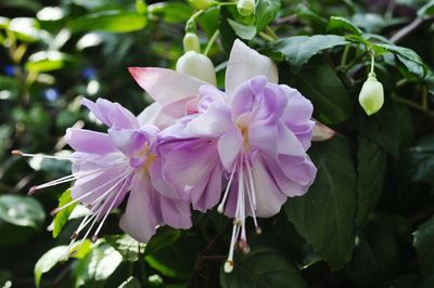 Close-up of pink flowers growing on plant