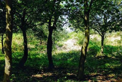 Trees in forest