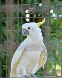 Close-up of parrot in cage