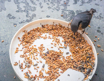 Feedingplace in winter for birds