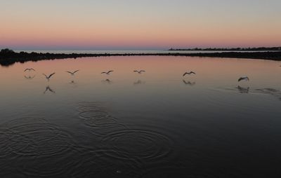 Birds in a lake