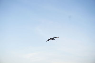 Low angle view of bird flying