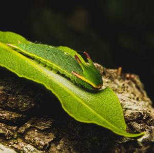 Close-up of insect on leaf