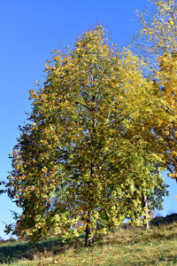Low angle view of trees against clear blue sky