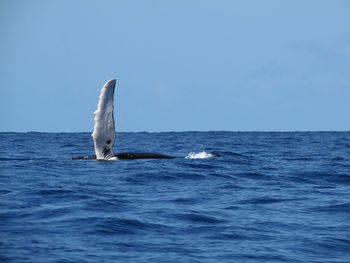 Humpback whale swimming in sea against sky
