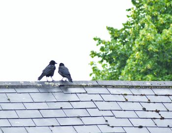 Low angle view of bird perching on tree against sky