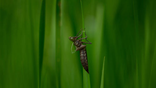 Close-up of insect on plant